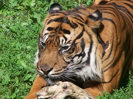 Katze, Katzenartige, Hyänen, Linsangs, Madagassische Raubtiere, Pardelroller, Schleichkatzen, Mangusten, Tipps, Sinne